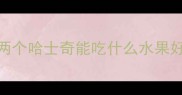 两个哈士奇能吃什么水果好