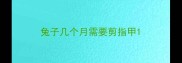 兔子几个月需要剪指甲