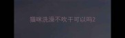 猫咪洗澡不吹干可以吗