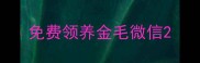 免费领养金毛微信