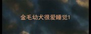 金毛幼犬很爱睡觉
