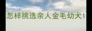 怎样挑选亲人金毛幼犬