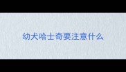 幼犬哈士奇要注意什么