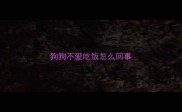 狗狗不爱吃饭怎么回事
