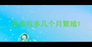 拉布拉多几个月繁殖
