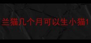 兰猫几个月可以生小猫
