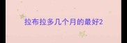 拉布拉多几个月的最好