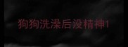 狗狗洗澡后没精神
