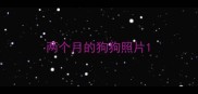 两个月的狗狗照片