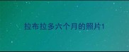 拉布拉多六个月的照片