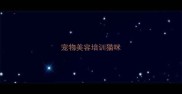 宠物美容培训猫咪