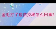 金毛打了疫苗拉稀怎么回事