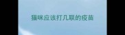 猫咪应该打几联的疫苗