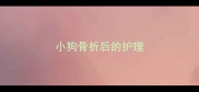 小狗骨折后的护理