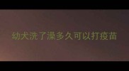 幼犬洗了澡多久可以打疫苗