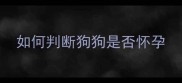 如何判断狗狗是否怀孕
