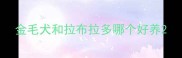 金毛犬和拉布拉多哪个好养