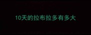 10天的拉布拉多有多大