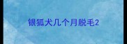 银狐犬几个月脱毛