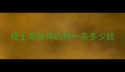 哈士奇品种的狗一条多少钱