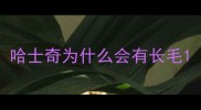 哈士奇为什么会有长毛