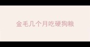 金毛几个月吃硬狗粮
