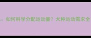 拉布拉多VS金毛如何科学分配运动量犬种运动需求全附训练指南