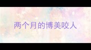 两个月的博美咬人