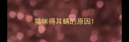 猫咪得耳螨的原因