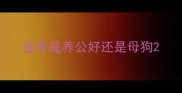 金毛是养公好还是母狗