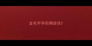 金毛怀孕后期症状