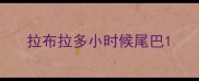 拉布拉多小时候尾巴