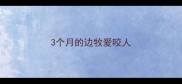 3个月的边牧爱咬人