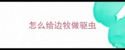 怎么给边牧做驱虫