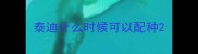 泰迪什么时候可以配种