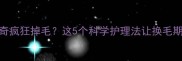 5个月哈士奇疯狂掉毛这5个科学护理法让换毛期不焦虑
