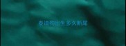 泰迪狗出生多久断尾
