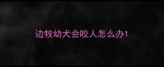 边牧幼犬会咬人怎么办