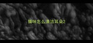 猫咪怎么清洁耳朵