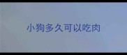 小狗多久可以吃肉