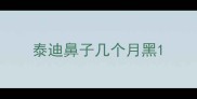 泰迪鼻子几个月黑