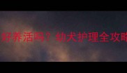 哈士奇2-3个月大好养活吗幼犬护理全攻略及常见问题解答