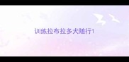 训练拉布拉多犬随行