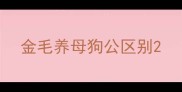 金毛养母狗公区别