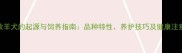 边境牧羊犬的起源与饲养指南品种特性养护技巧及健康注意事项