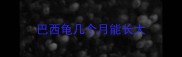 巴西龟几个月能长大