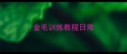 金毛训练教程日常
