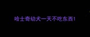 哈士奇幼犬一天不吃东西