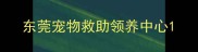东莞宠物救助领养中心
