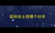貂和哈士奇哪个好养